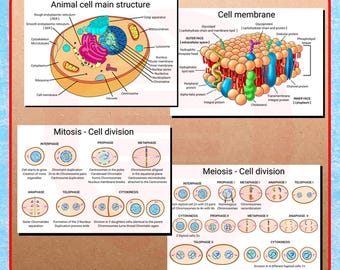 Printable Human cell structure Biology Cytology Diagram School educational material Digital Download