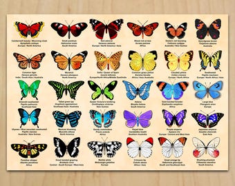 Butterfly wall art print A1 poster Biology natural history Home decor Digital download