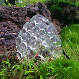 Shrimp Home, Hide, Cave GYROID CLEAR VERSION Glass like, but strong 3D Printed Plastic Multiple shapes available image 1