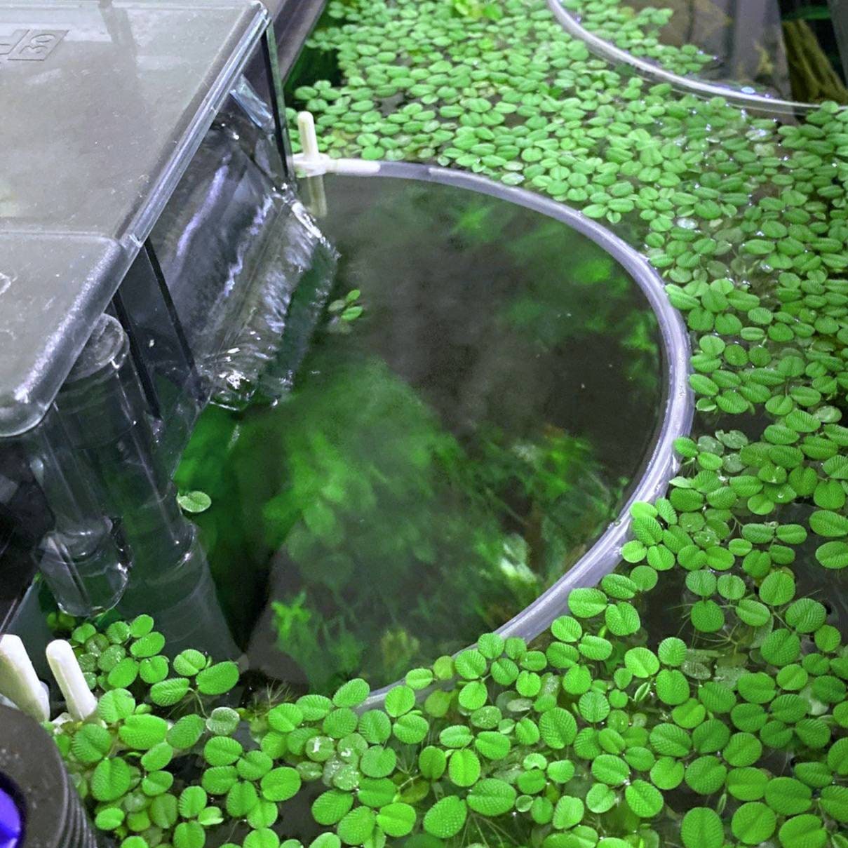Aquarium Floating Plants duckweed-floating-aquarium-plants-ubicaciondepersonas-cdmx-gob-mx