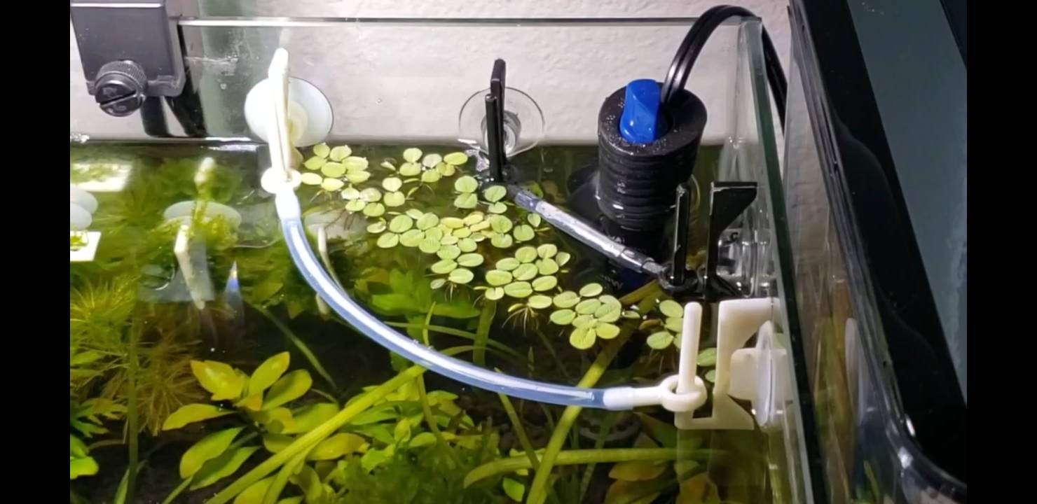 Corral de plantas flotantes para acuario, con ganchos y ventosas para  pecera, acuapónico (2.36 pulgadas)