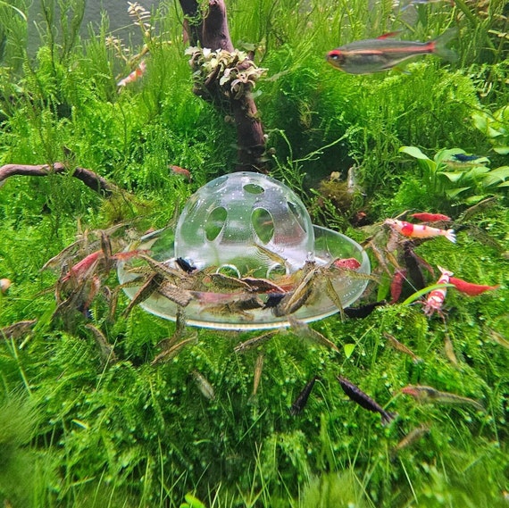 Glow Bowl with shrimp - Photo from Flower Child