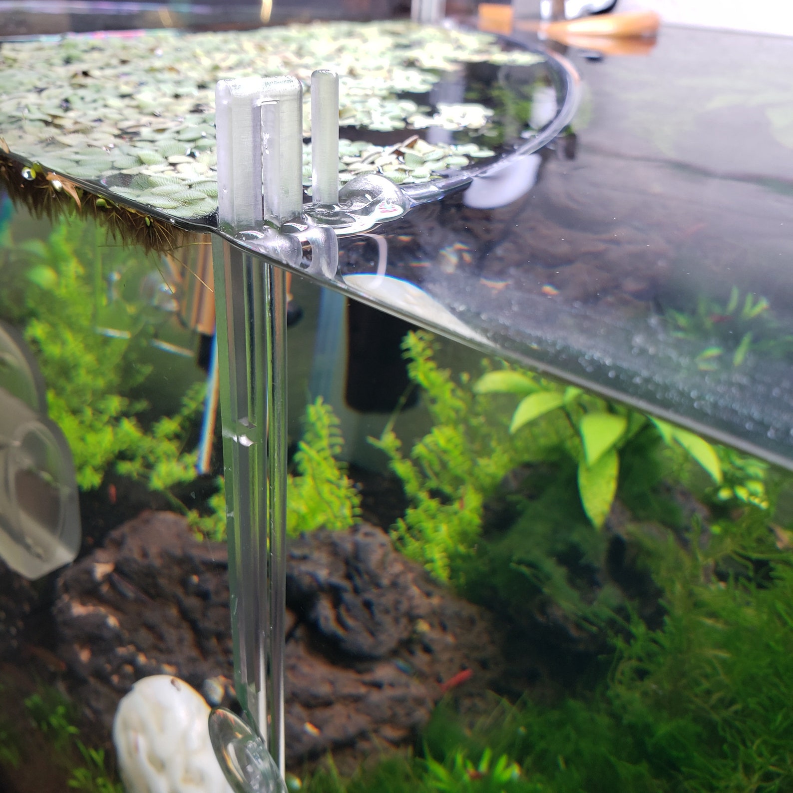 The ORIGINAL Aquarium Floating Plant Corral CLEAR VERSION Etsy