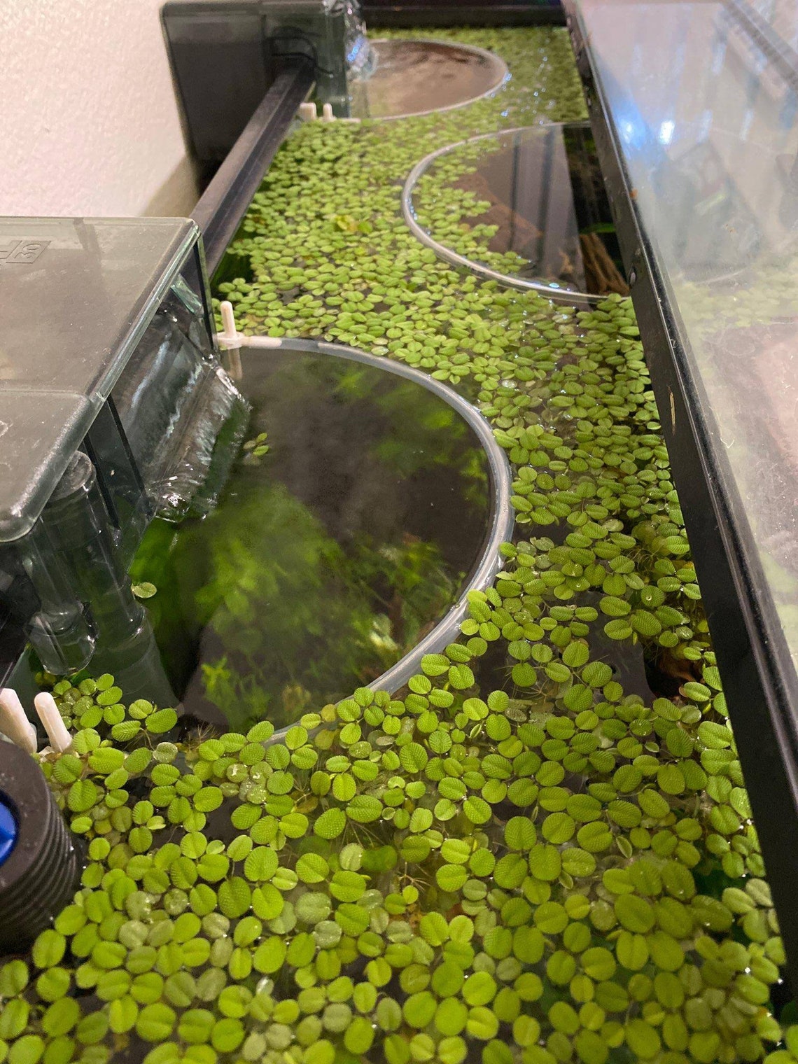 Aquarium Floating Plant Corral 3D Printed ABS Plastic Self