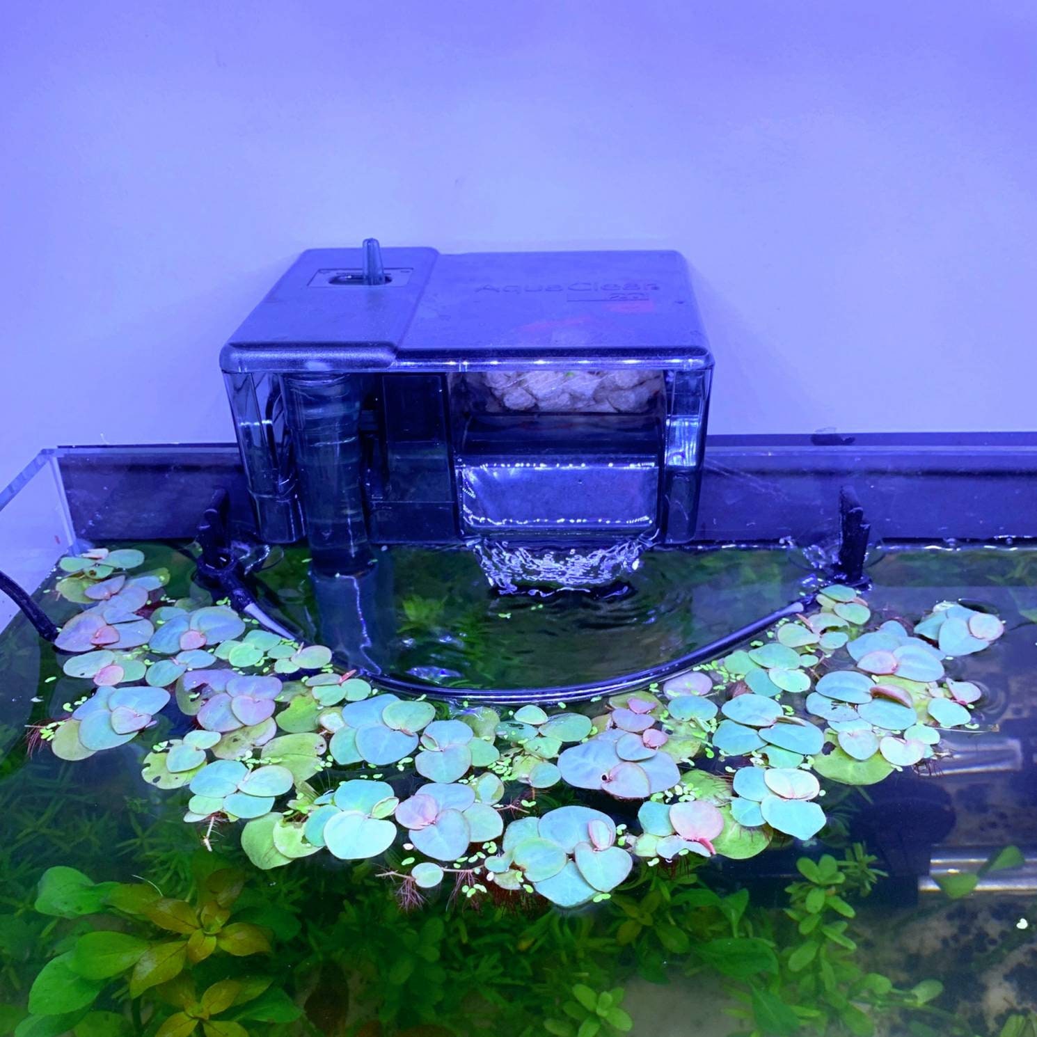 Corral de plantas flotantes para acuario, con ganchos y ventosas para  pecera, acuapónico (2.36 pulgadas)