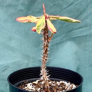 Euphorbia Milii - Crown of Thorns variegated -&#39;Fireworks&#39; AE38