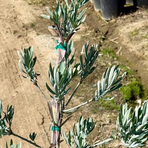 Podocarpus &#39;Icee blue&#39; - Podocarpus elongatus