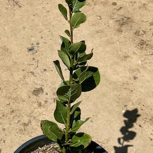 Bay Laurel - Laurus nobilis
