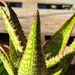 see more listings in the Aloe section