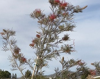 15 Gallon Banksia Spirit of of Anzac
