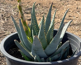 Aloe glauca (AG2)