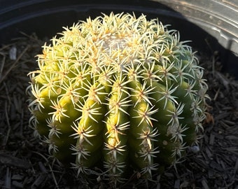 Echinocactus grusonii brevispinus - Short-Spined Golden Barrel Cactus