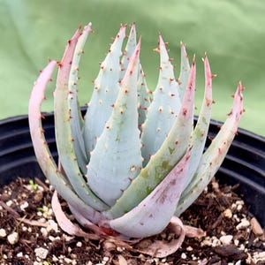 Aloe Peglerae - Fez Aloe AMP4