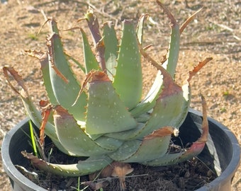 Aloe microstigma (AM1) - Cape Speckled Aloe