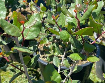 Lemonade Berry - Rhus integrifolia