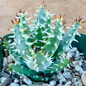 Aloe erinacea
