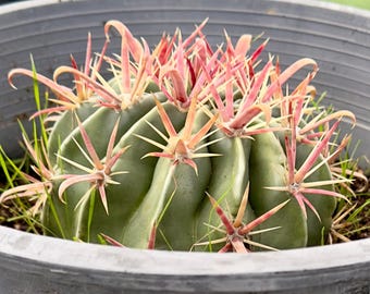 Devil’s Tongue Barrel Cactus AMP24 - Ferocactus latispinus