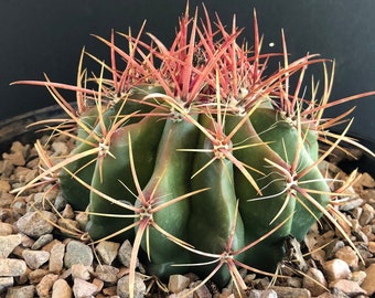 Devil’s Tongue Barrel Cactus - Ferocactus latispinus