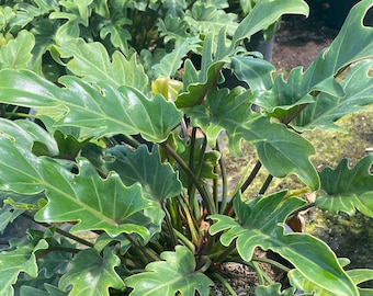 Xanadu Philodendron