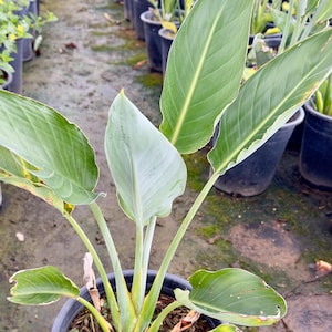 Five Gallon Size Orange Bird of Paradise - Strelitzia reginae
