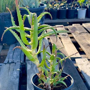 Aloe AE21