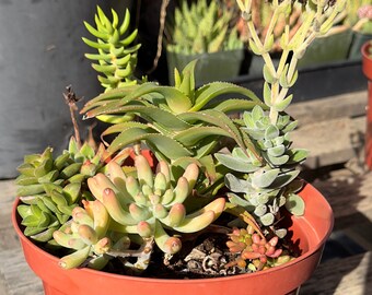 Assorted Succulent Mix Pots - SM1