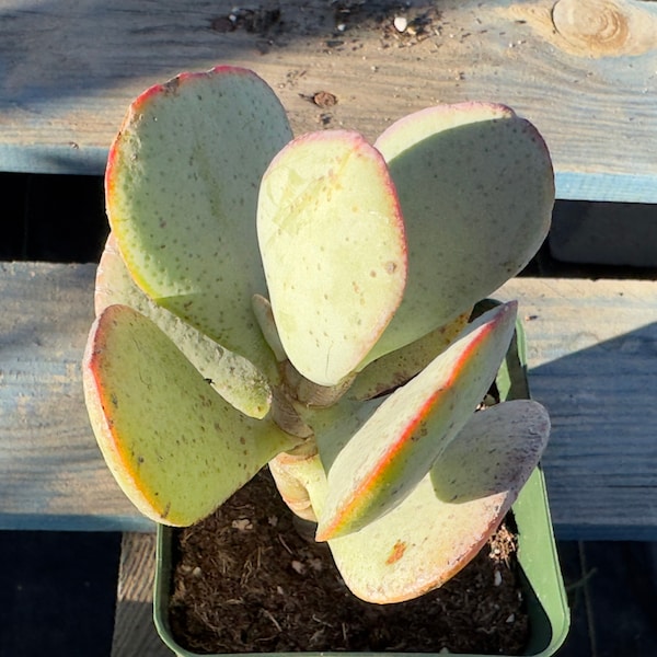 Silver Dollar Jade - Crassula aborescens