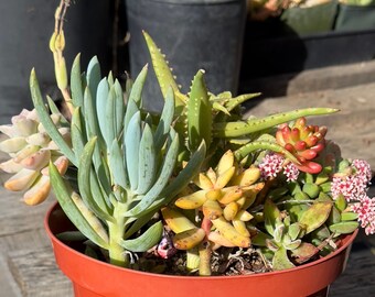 Assorted Succulent Mix Pots - SM3