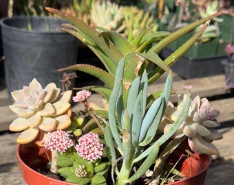 Assorted Succulent Mix Pots - SM5