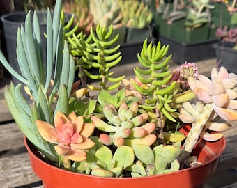 Assorted Succulent Mix Pots - SM7