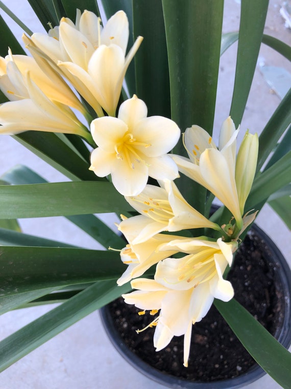 Yellow Clivia Miniata Kaffir Lily 5 Gallon Size Free Etsy