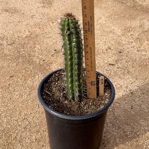 Cleistocactus fieldianus AP19 image 3