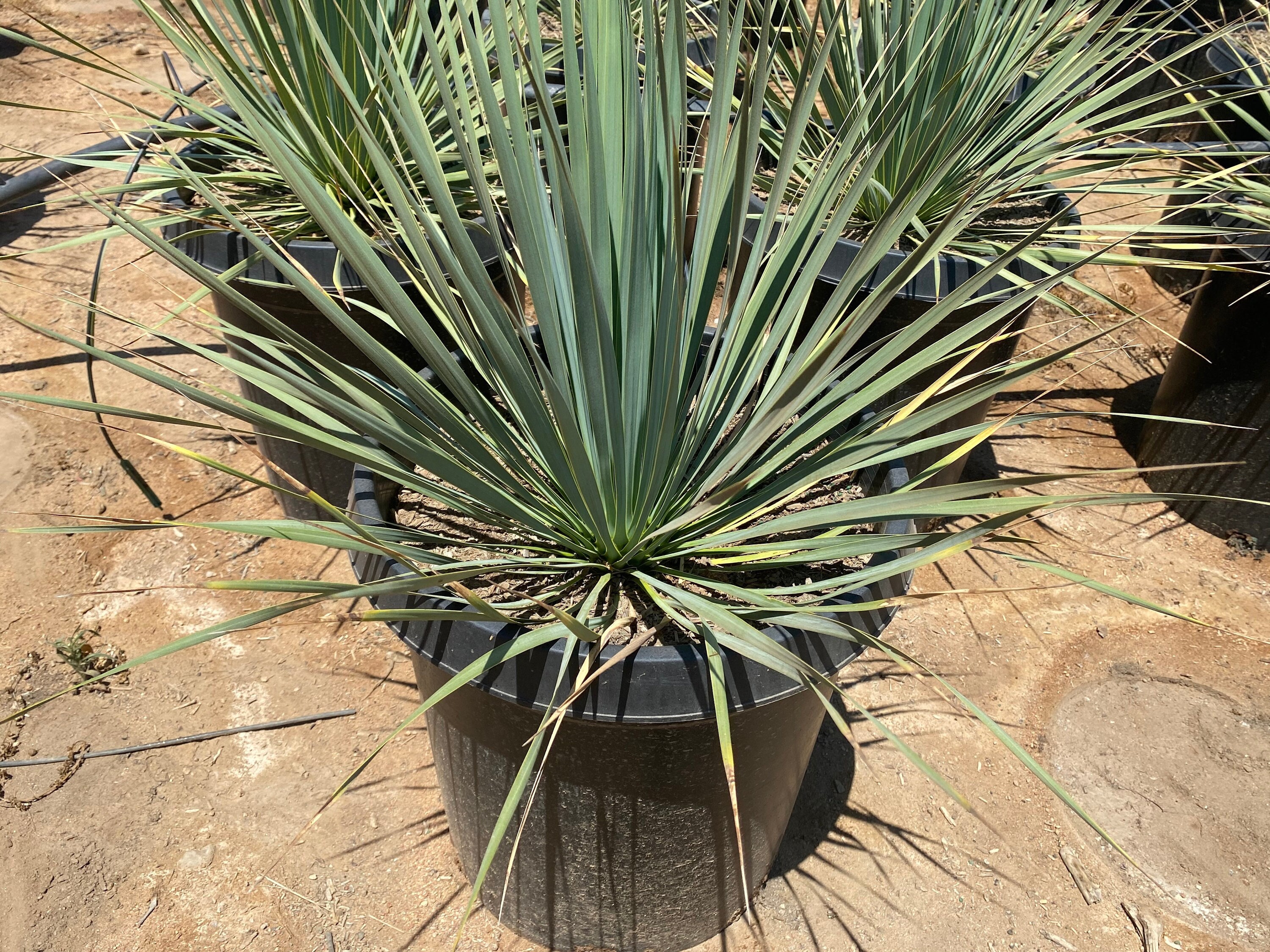 ⚠️希少な多頭⚠️Yucca rostrata❗️早い者勝ち✳️ 育つと③ ⚠️希少な多頭⚠️Yucca rostrata❗️早い者勝ち✳️ 育つと③
