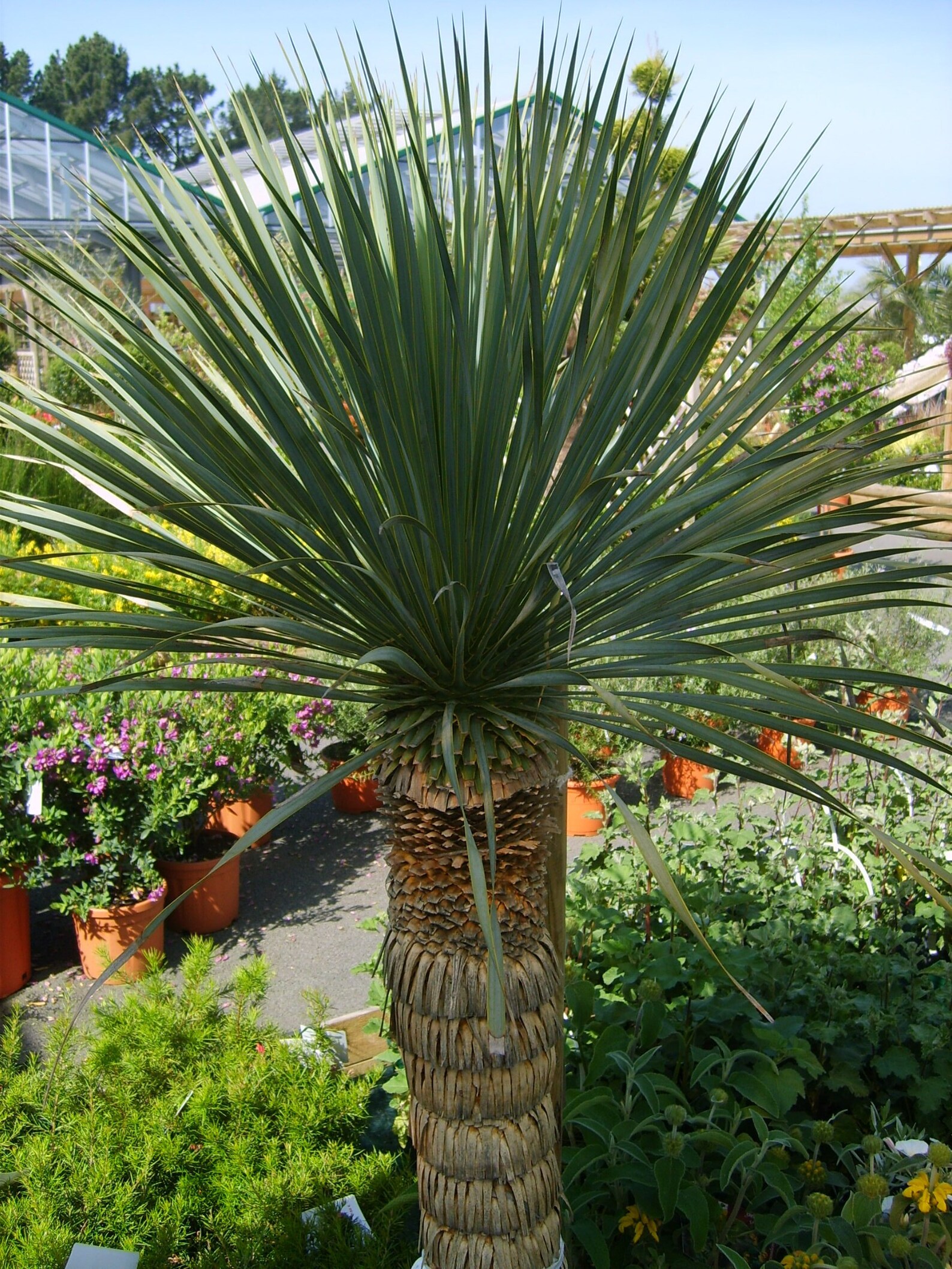 Yucca Rostrata 5 Gallon Sized Plant Etsy