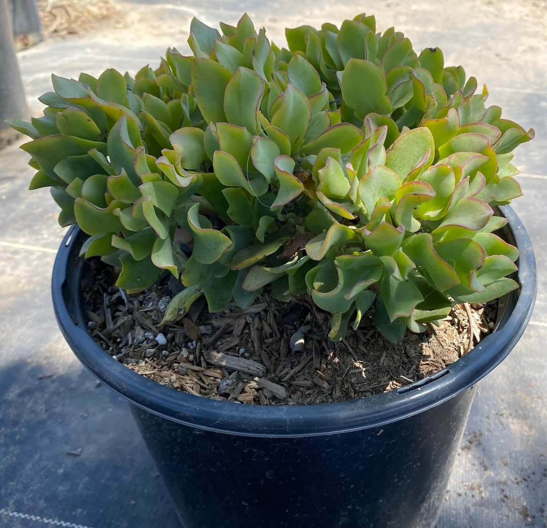 Crassula Blue Waves Crassula Arborescens Ssp. Undulatifolia - Etsy