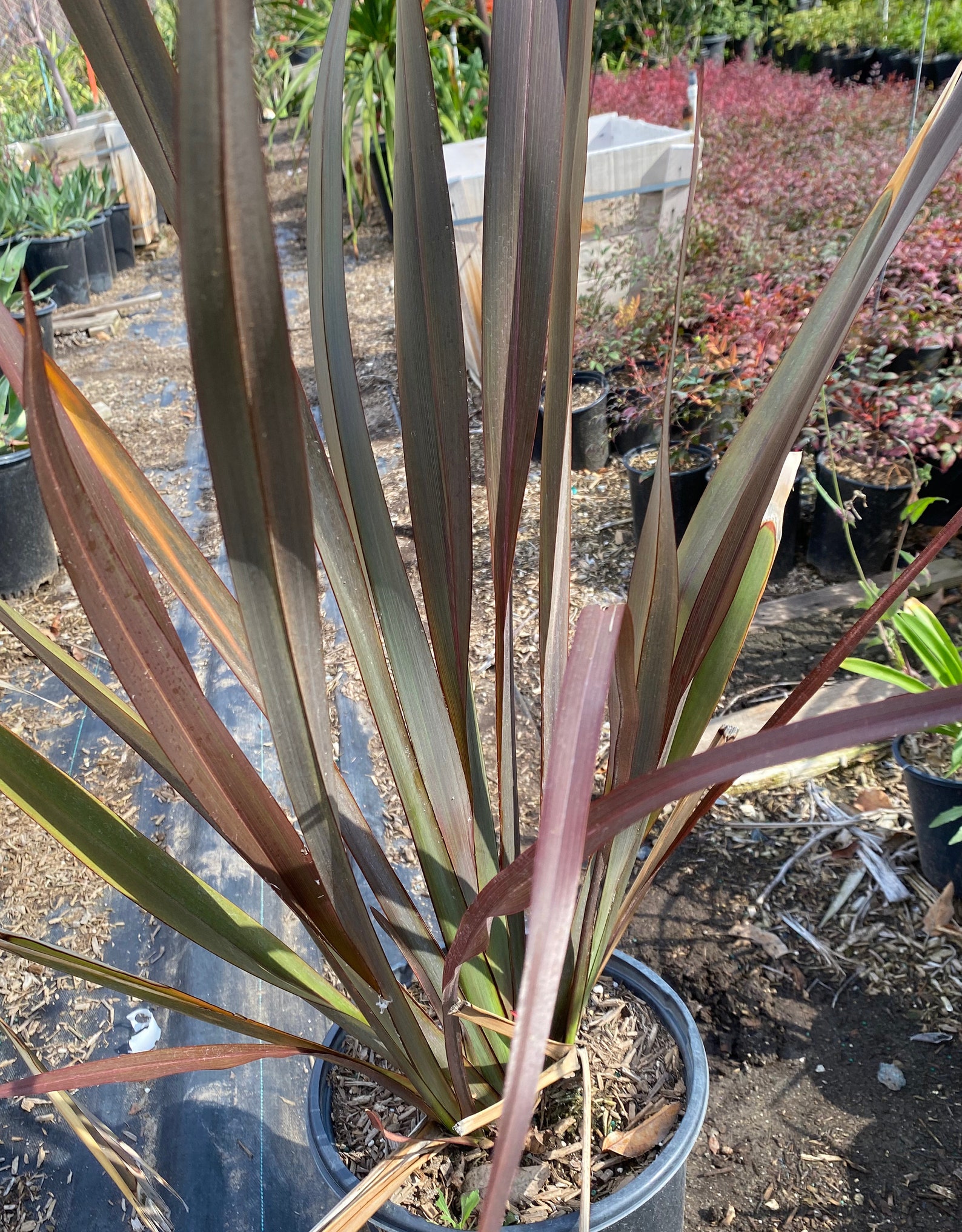 Phormium tenax AtropurpureumPurple-Red New Zealand Flax | Etsy