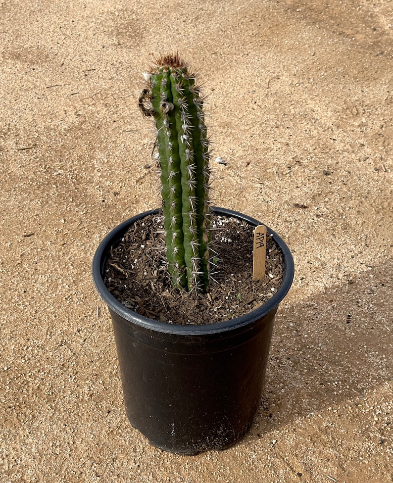 Cleistocactus fieldianus AP19 image 1