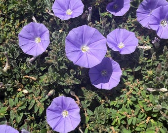 Blue Rock Bindweed - Convolvulus sabatius