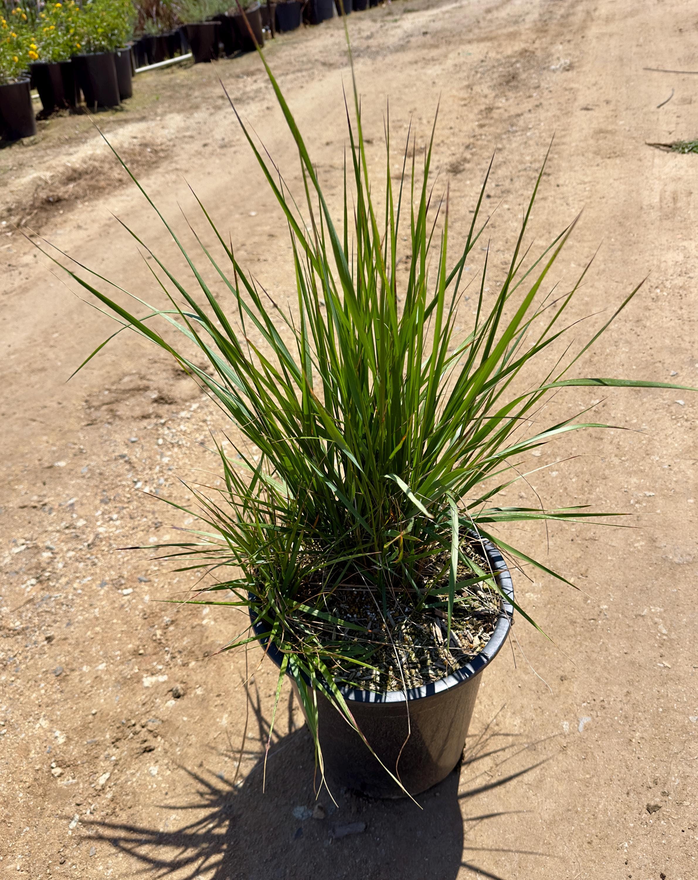 Lomandra longifolia 'Breeze' - Dwarf Mat Rush