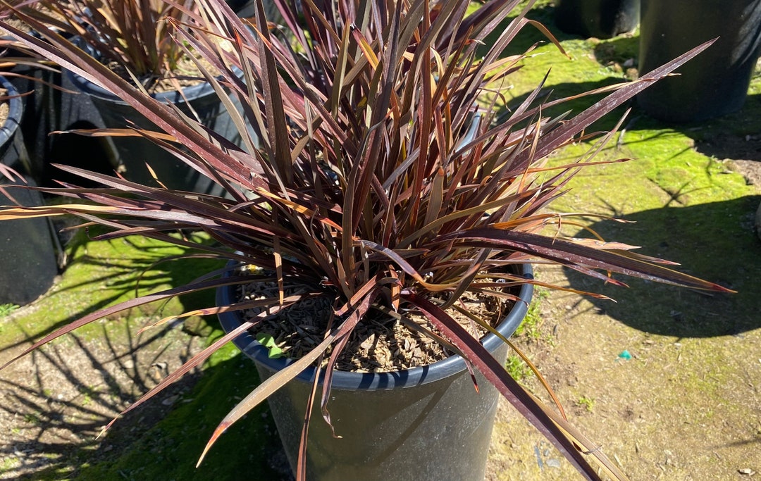 Tom Thumb Flax Phormium 'tom Thumb' Etsy