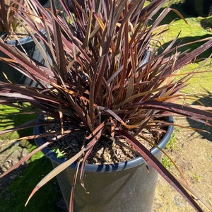 Tom Thumb Flax - Phormium 'Tom Thumb'