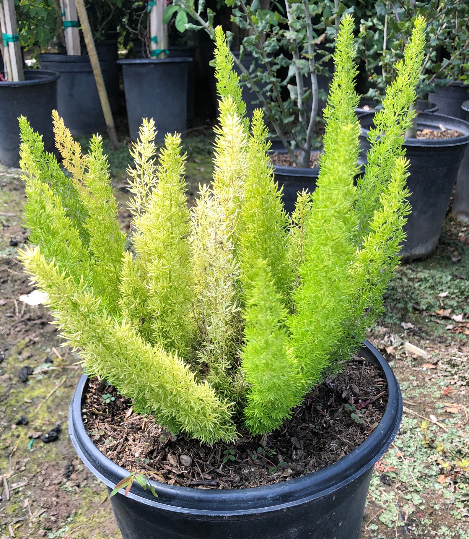 Myers Fern or Foxtail Fern Asparagus Densiflora D Etsy