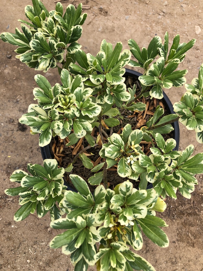 Variegated Pittosporum Variegated Japanese Mock Orange TR ...
