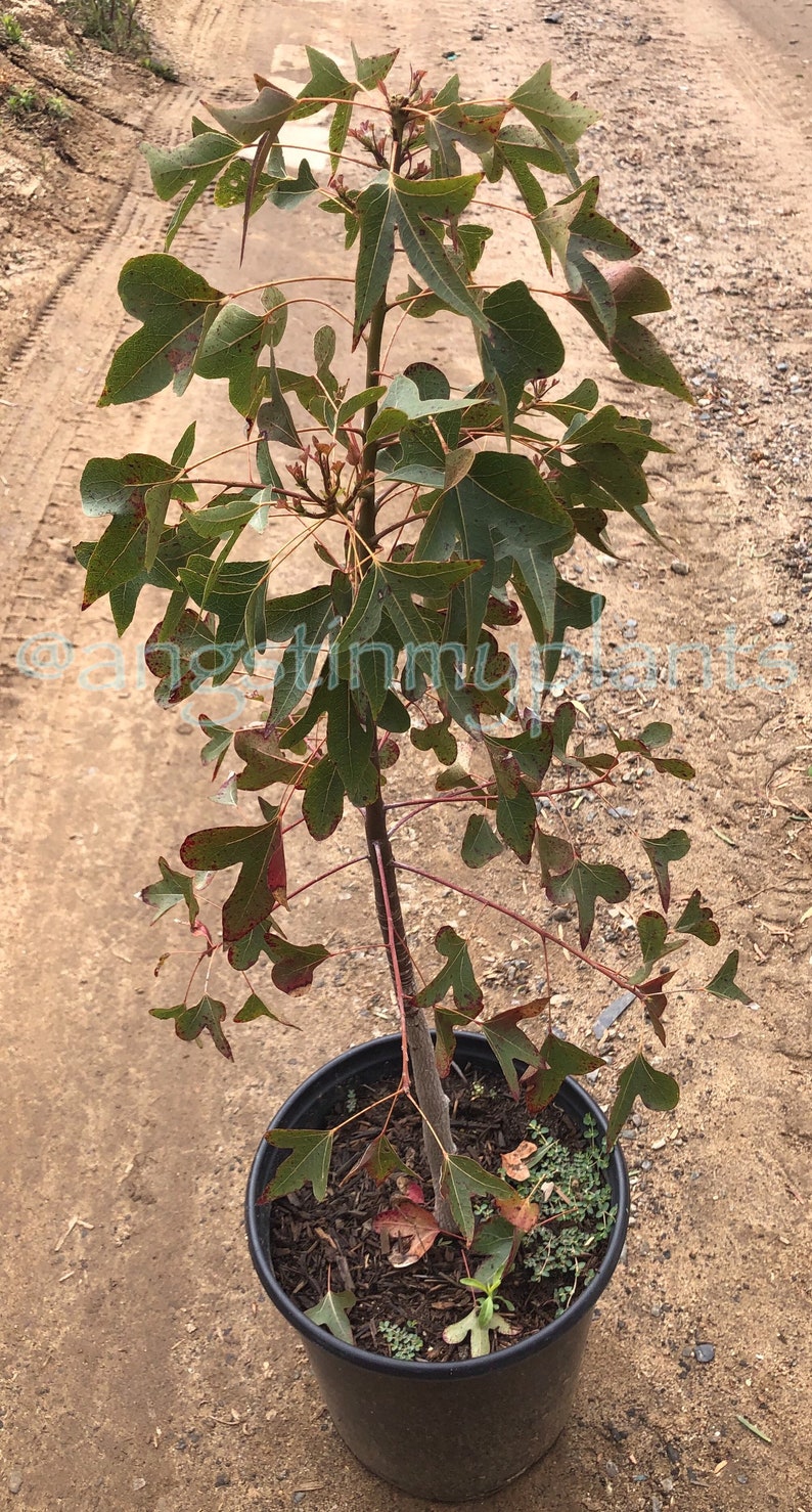 Bottle Tree Kurrajong Brachychiton Populneus TR Etsy