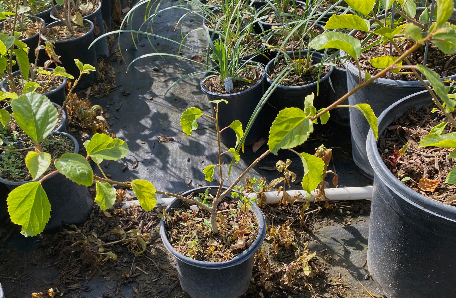 Hibiscus San Diego Red Hibiscus rosasinensis 'San Diego Etsy