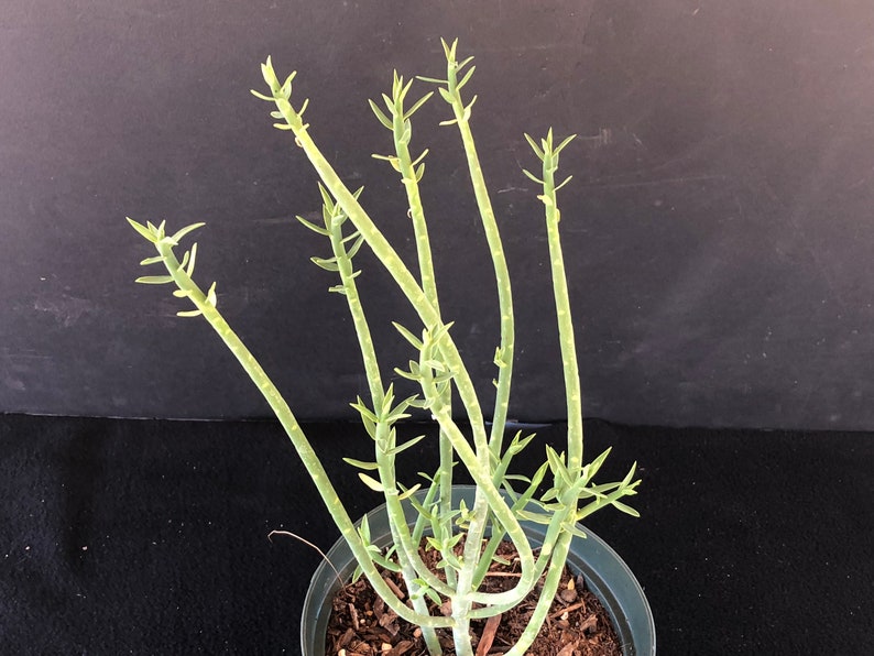 Euphorbia mauritanica Pencil Milkbush