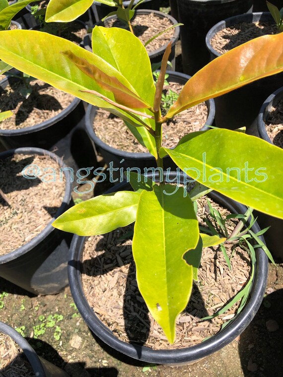 Magnolia grandiflora TRN Southern Magnolia 5 Gallon