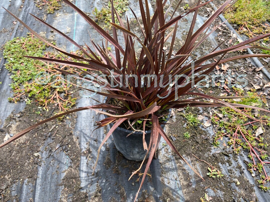 Tom Thumb Flax Phormium 'tom Thumb' One Gallon D Etsy