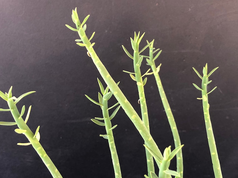 Euphorbia mauritanica Pencil Milkbush