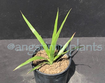 Dragon Blood Tree Etsy Dragon Blood Tree Etsy